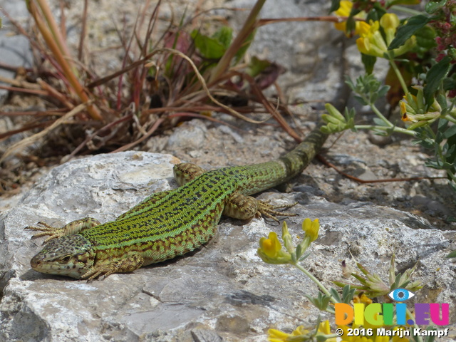 FZ028024 Lizard on rock